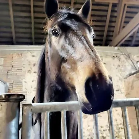 Au Haras D'agathe Et Ses Princes 別荘 *