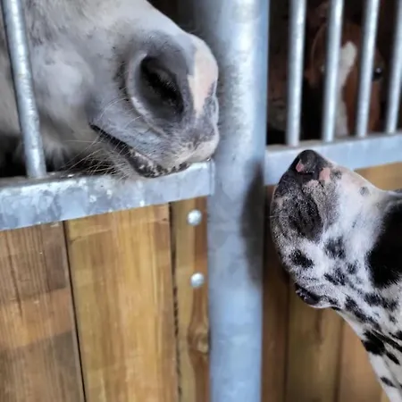 Holiday home Au Haras D'agathe Et Ses Princes Les Barils