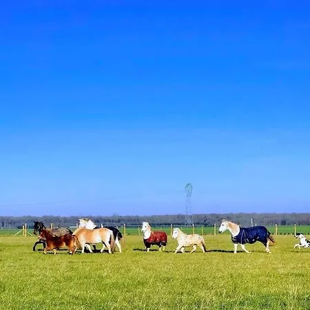 Au Haras D'agathe Et Ses Princes Les Barils